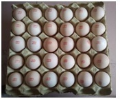Eggs 2
